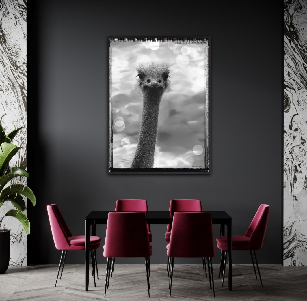 Ostrich