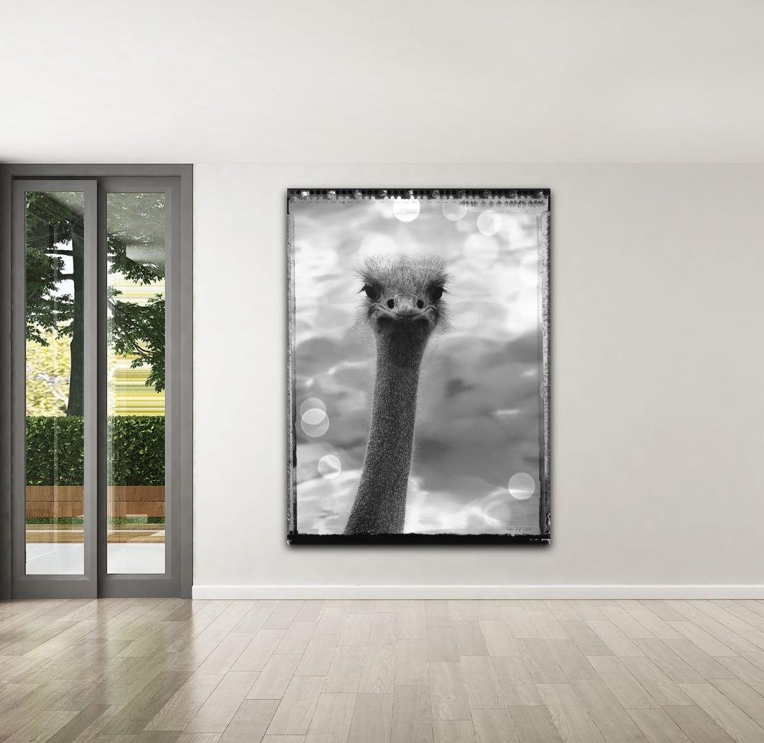 Ostrich