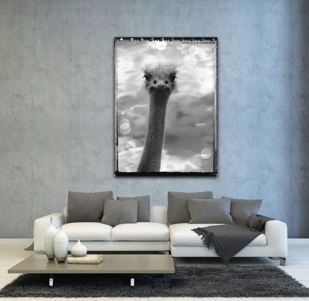 Ostrich