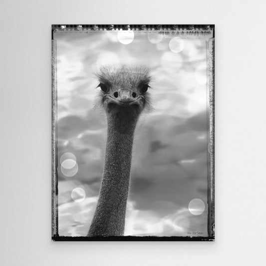 Ostrich