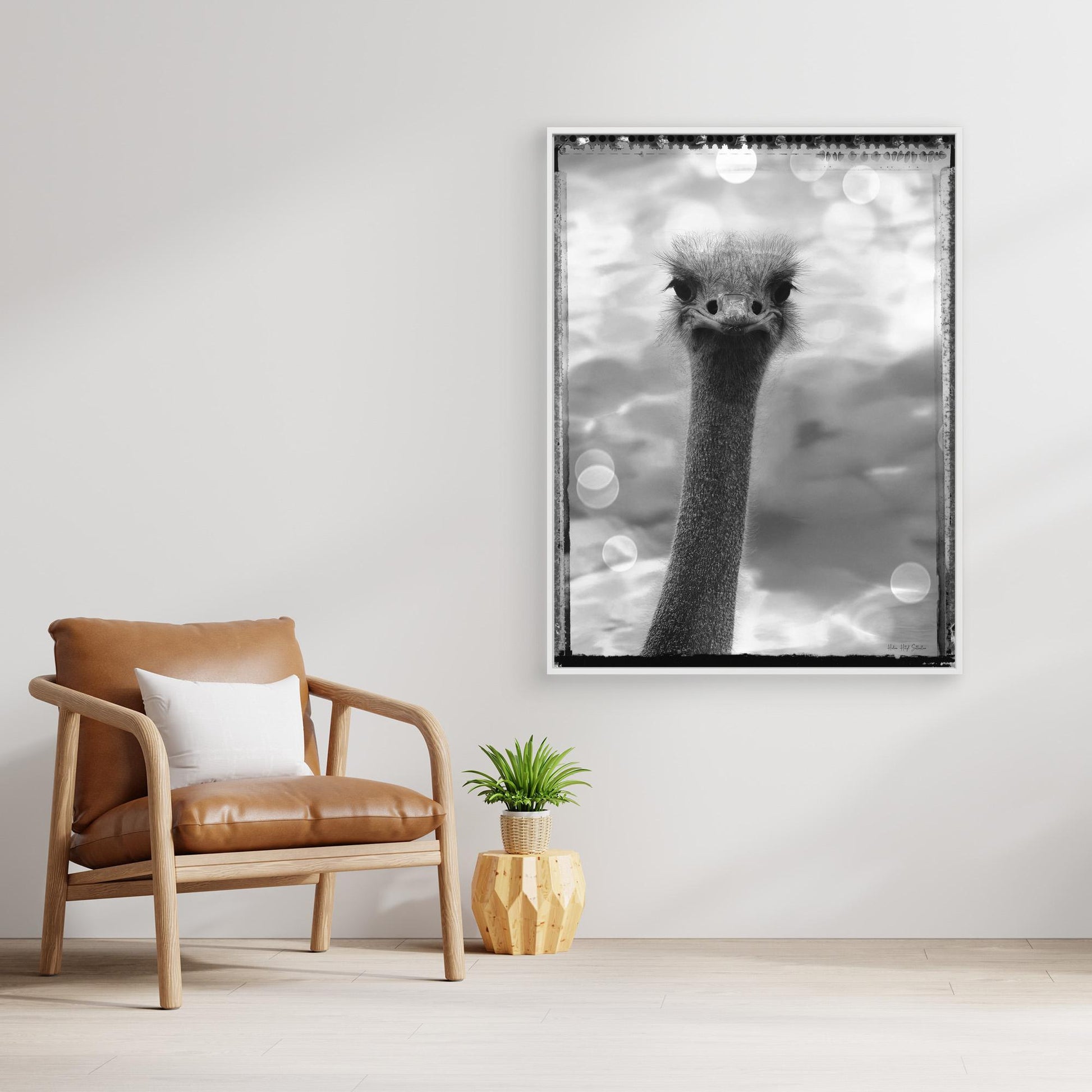 Ostrich
